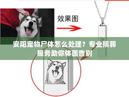 安阳宠物尸体怎么处理？专业殡葬服务助你体面告别