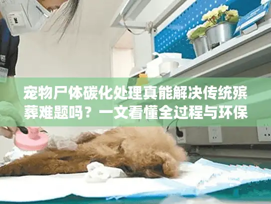 宠物尸体碳化处理真能解决传统殡葬难题吗？一文看懂全过程与环保优势