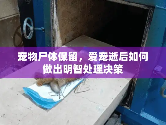 宠物尸体保留，爱宠逝后如何做出明智处理决策