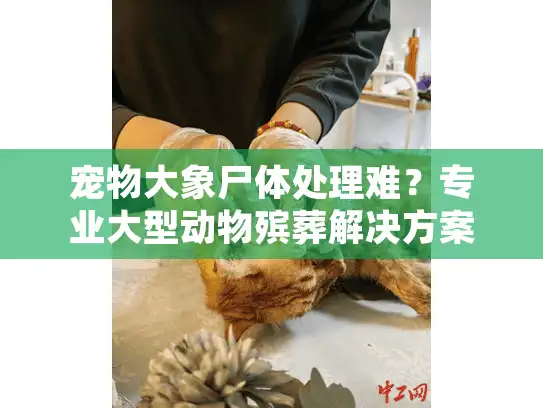 宠物大象尸体处理难？专业大型动物殡葬解决方案在这里