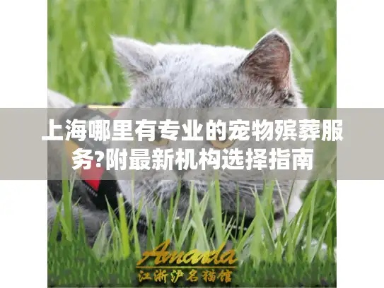 上海哪里有专业的宠物殡葬服务?附最新机构选择指南
