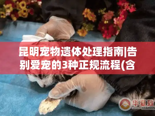 昆明宠物遗体处理指南|告别爱宠的3种正规流程(含最新政策)