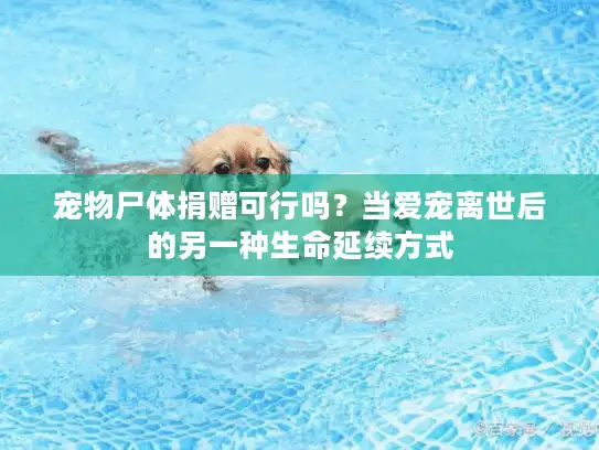 宠物尸体捐赠可行吗？当爱宠离世后的另一种生命延续方式