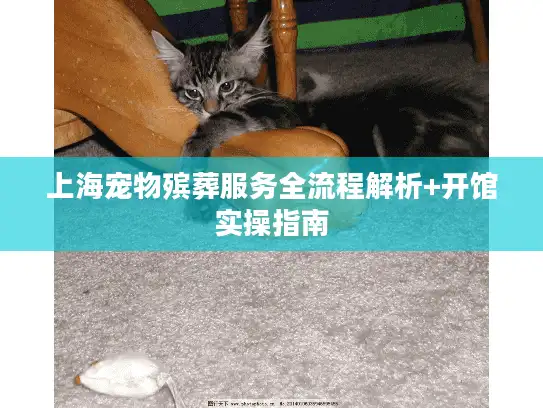 上海宠物殡葬服务全流程解析+开馆实操指南