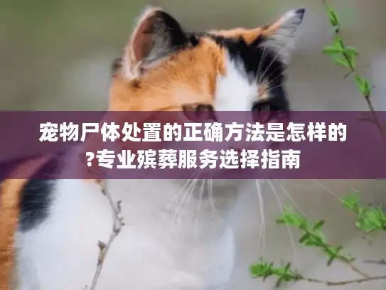 宠物尸体处置的正确方法是怎样的?专业殡葬服务选择指南