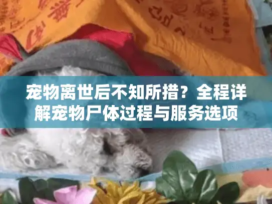 宠物离世后不知所措？全程详解宠物尸体过程与服务选项