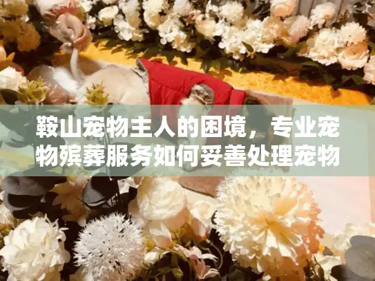 鞍山宠物主人的困境，专业宠物殡葬服务如何妥善处理宠物尸体