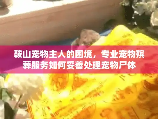 鞍山宠物主人的困境，专业宠物殡葬服务如何妥善处理宠物尸体