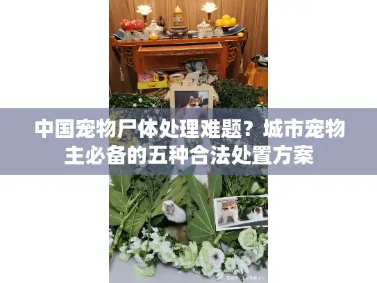 中国宠物尸体处理难题？城市宠物主必备的五种合法处置方案