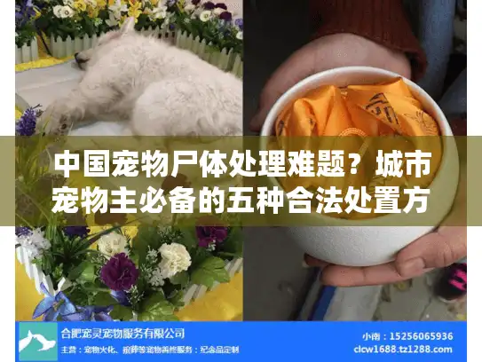 中国宠物尸体处理难题？城市宠物主必备的五种合法处置方案