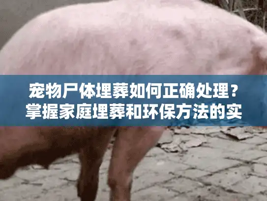 宠物尸体埋葬如何正确处理？掌握家庭埋葬和环保方法的实用指南