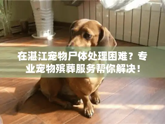 在湛江宠物尸体处理困难？专业宠物殡葬服务帮你解决！