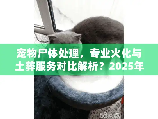 宠物尸体处理，专业火化与土葬服务对比解析？2025年实用指南