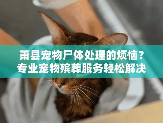 萧县宠物尸体处理的烦恼？专业宠物殡葬服务轻松解决
