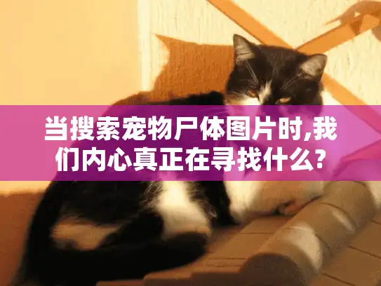 当搜索宠物尸体图片时,我们内心真正在寻找什么?