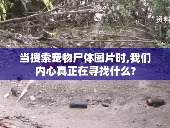 当搜索宠物尸体图片时,我们内心真正在寻找什么?