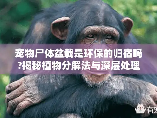 宠物尸体盆栽是环保的归宿吗?揭秘植物分解法与深层处理流程