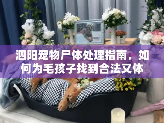 泗阳宠物尸体处理指南，如何为毛孩子找到合法又体面的告别方式？