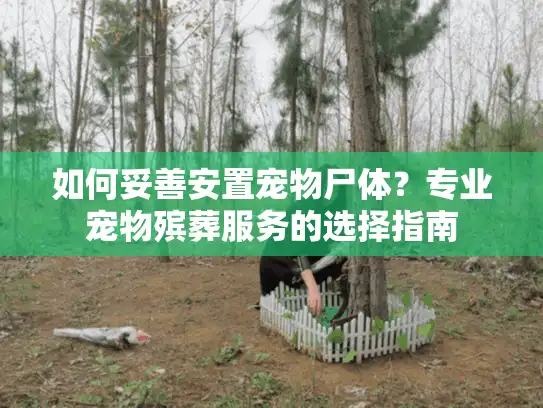 如何妥善安置宠物尸体？专业宠物殡葬服务的选择指南