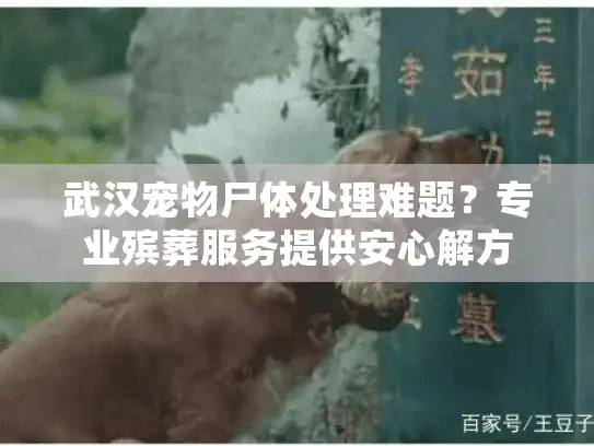 武汉宠物尸体处理难题？专业殡葬服务提供安心解方