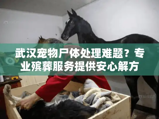 武汉宠物尸体处理难题？专业殡葬服务提供安心解方