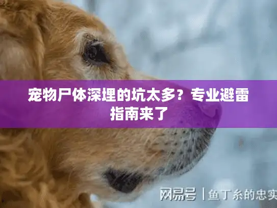 宠物尸体深埋的坑太多？专业避雷指南来了