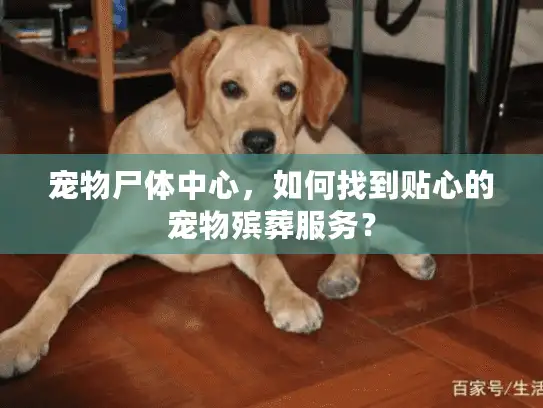 宠物尸体中心，如何找到贴心的宠物殡葬服务？
