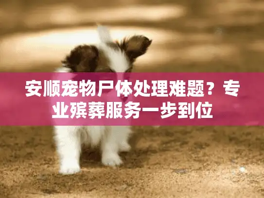 安顺宠物尸体处理难题？专业殡葬服务一步到位