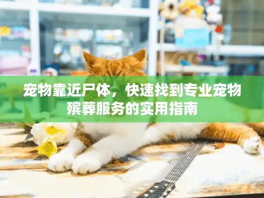 宠物靠近尸体，快速找到专业宠物殡葬服务的实用指南