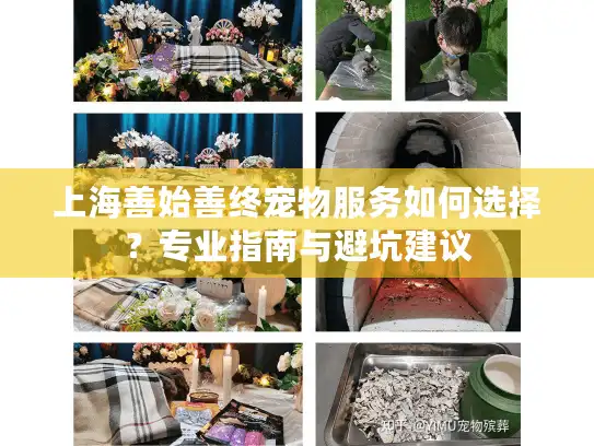 上海善始善终宠物服务如何选择？专业指南与避坑建议