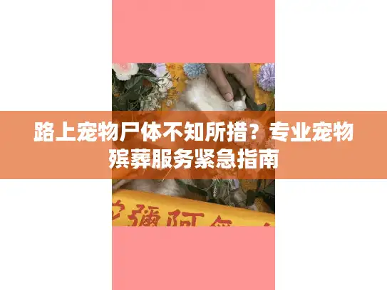 路上宠物尸体不知所措？专业宠物殡葬服务紧急指南