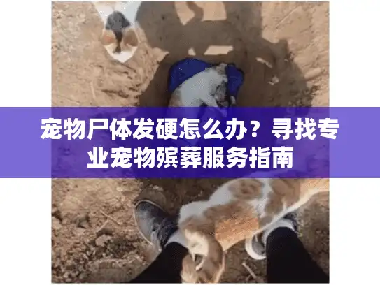 宠物尸体发硬怎么办？寻找专业宠物殡葬服务指南
