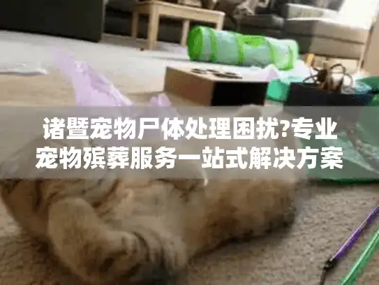 诸暨宠物尸体处理困扰?专业宠物殡葬服务一站式解决方案