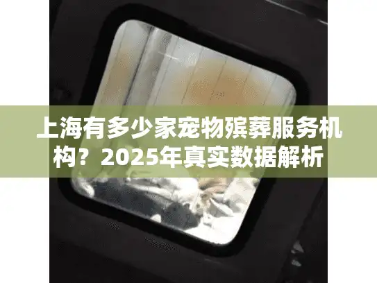 上海有多少家宠物殡葬服务机构？2025年真实数据解析