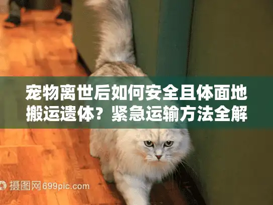 宠物离世后如何安全且体面地搬运遗体？紧急运输方法全解析