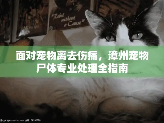 面对宠物离去伤痛，漳州宠物尸体专业处理全指南