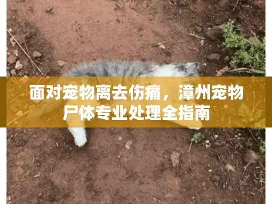 面对宠物离去伤痛，漳州宠物尸体专业处理全指南