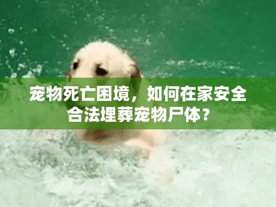 宠物死亡困境，如何在家安全合法埋葬宠物尸体？