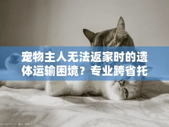 宠物主人无法返家时的遗体运输困境？专业跨省托运服务指南