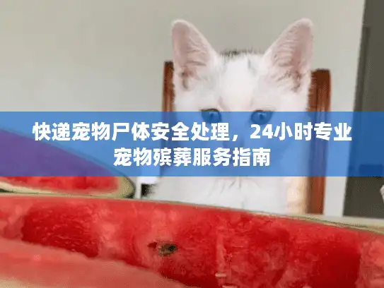快递宠物尸体安全处理，24小时专业宠物殡葬服务指南