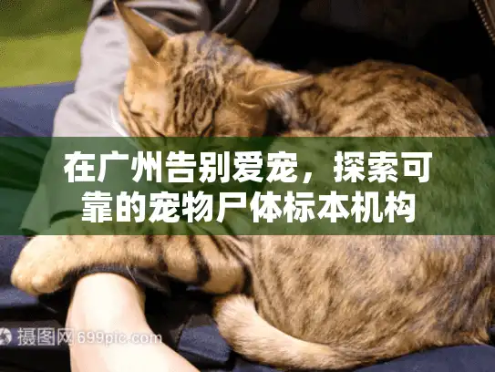 在广州告别爱宠，探索可靠的宠物尸体标本机构