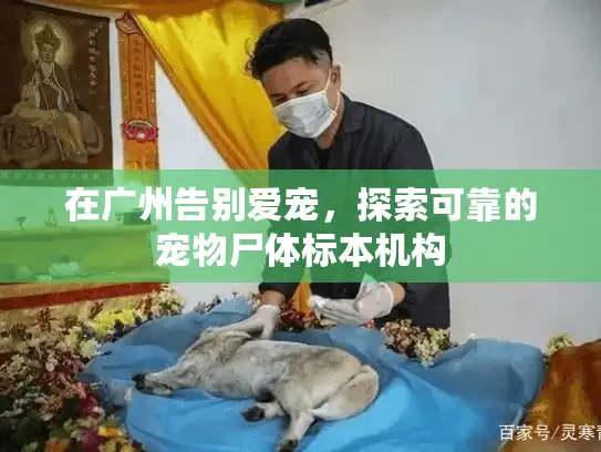 在广州告别爱宠，探索可靠的宠物尸体标本机构