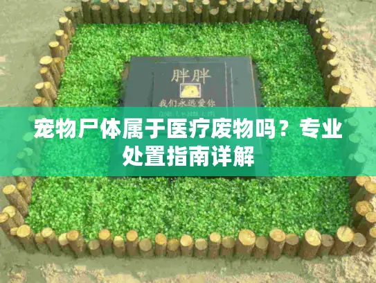 宠物尸体属于医疗废物吗？专业处置指南详解