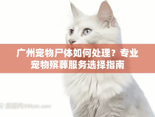 广州宠物尸体如何处理？专业宠物殡葬服务选择指南