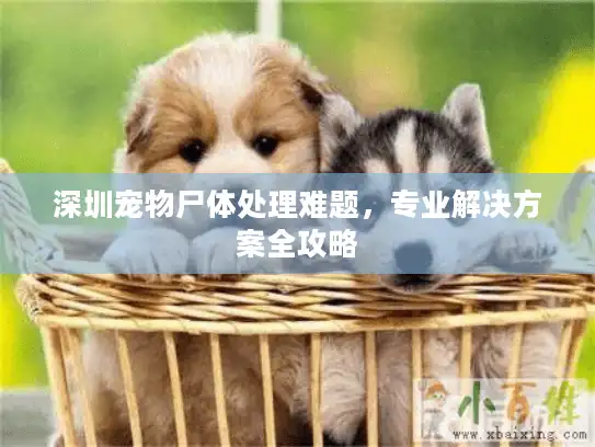 深圳宠物尸体处理难题，专业解决方案全攻略