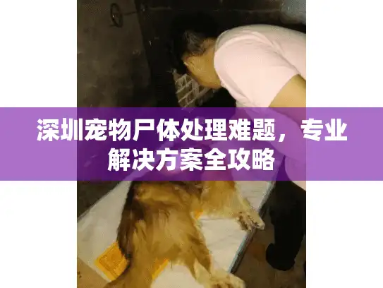 深圳宠物尸体处理难题，专业解决方案全攻略