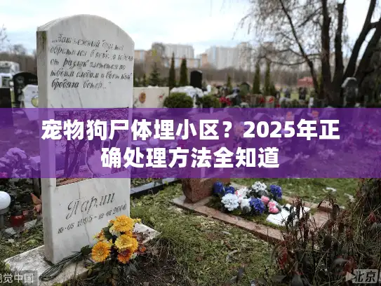 宠物狗尸体埋小区？2025年正确处理方法全知道
