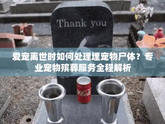 爱宠离世时如何处理埋宠物尸体？专业宠物殡葬服务全程解析
