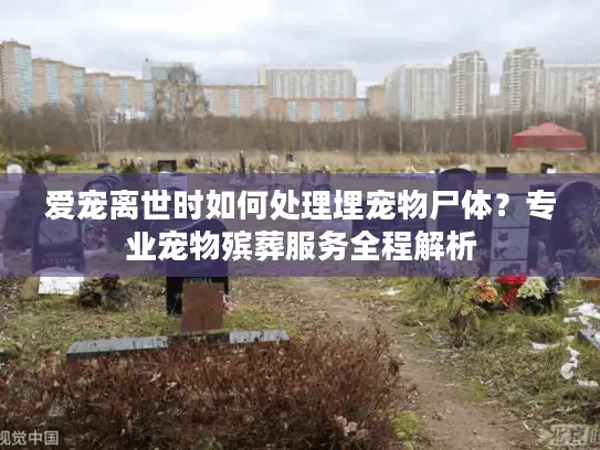 爱宠离世时如何处理埋宠物尸体？专业宠物殡葬服务全程解析