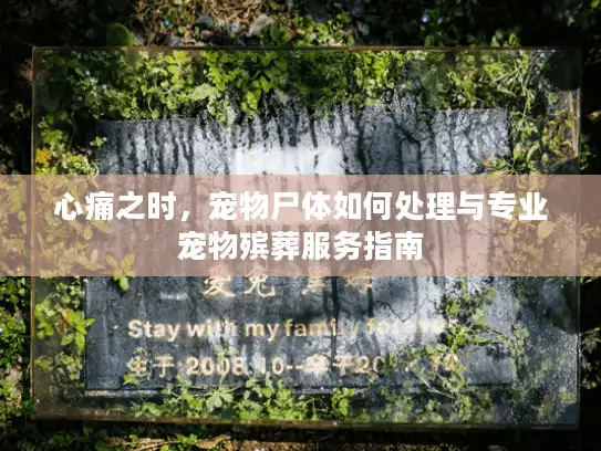 心痛之时，宠物尸体如何处理与专业宠物殡葬服务指南